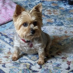 Meet your Posher, Sammi